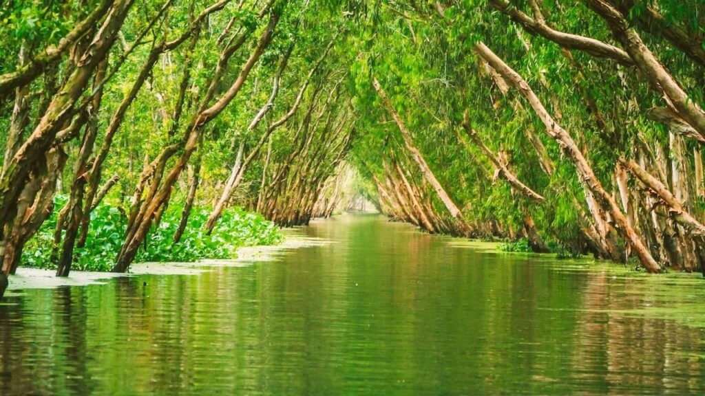 Tra Su Bird Sanctuary on our 3-Day Mekong River Tour.