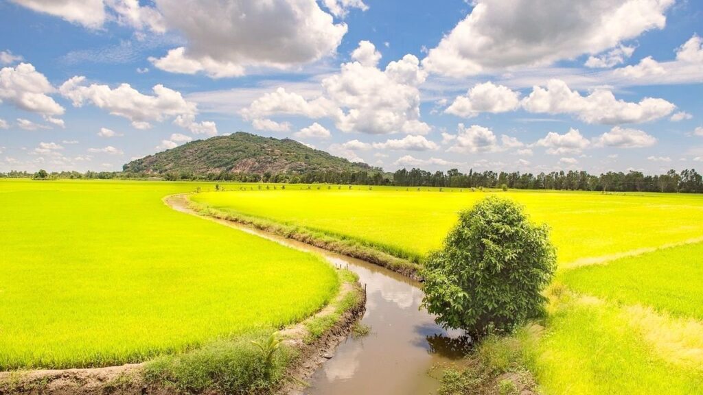 Rice fields on our Tour to Chau Doc.