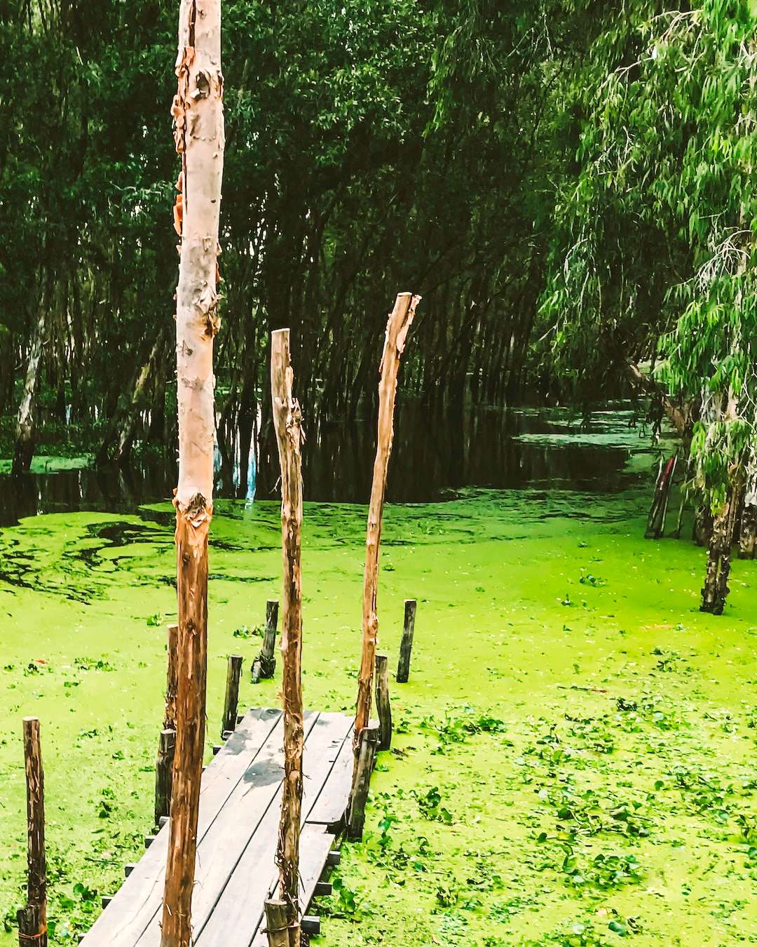 Tra Su Forest, visited on our 3-day Mekong Tour