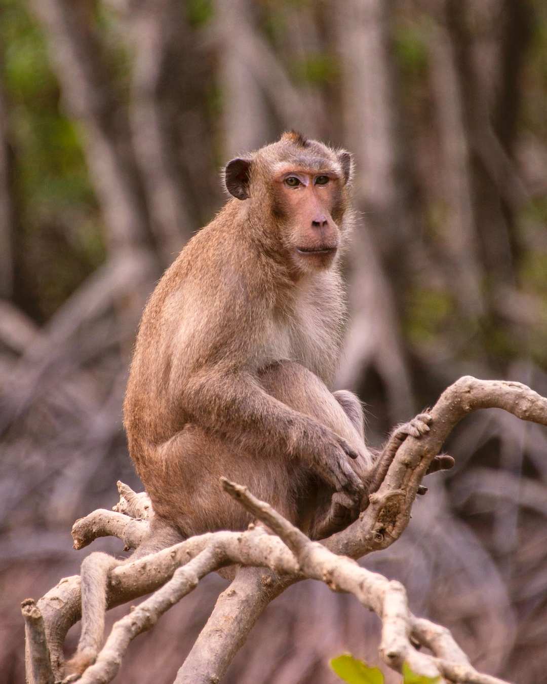 A monkey see on our Can Gio Forest tour.