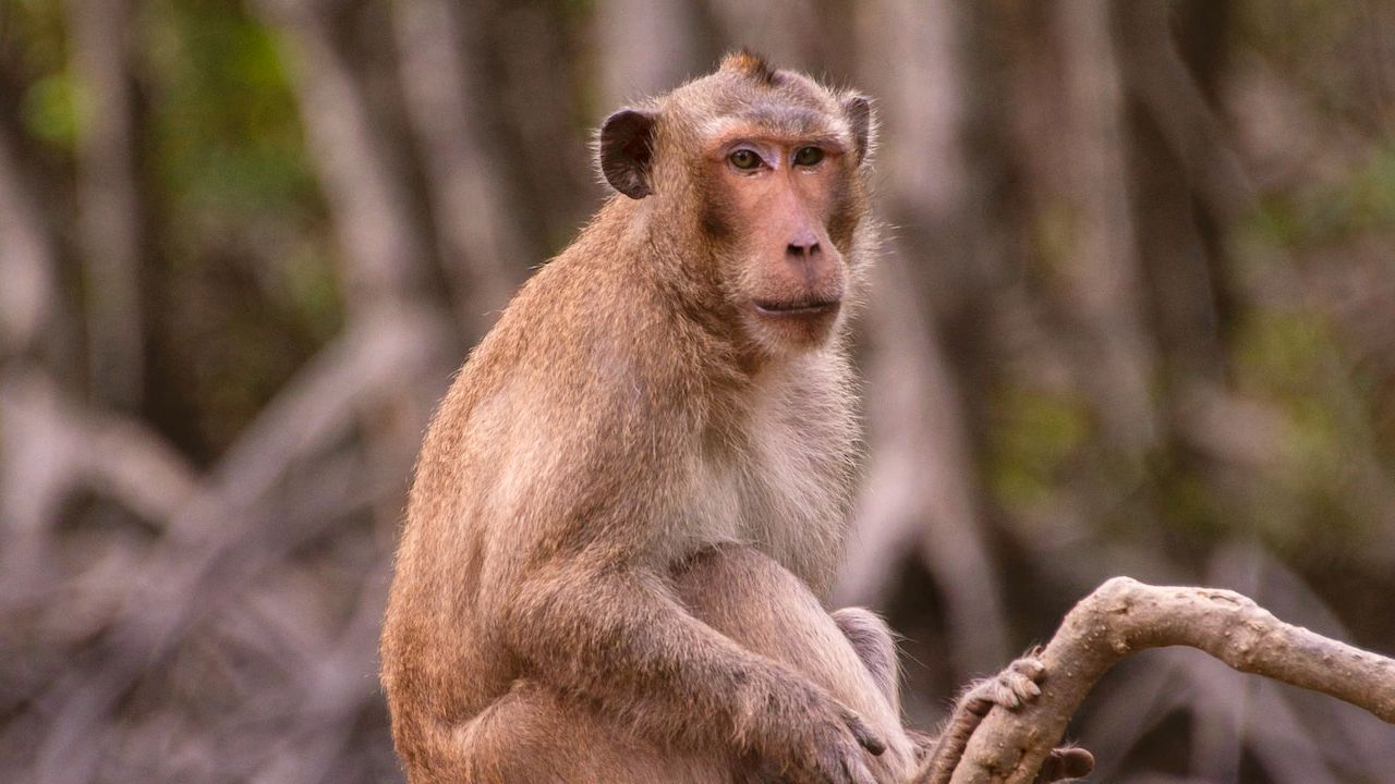 A monkey seen on our Can Gio Mangrove Forest tour.