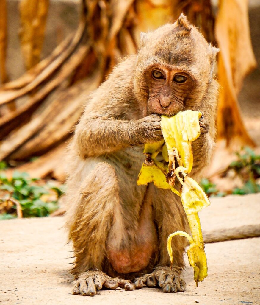 Monkey feeding in Can Gio Mangrove Forest.