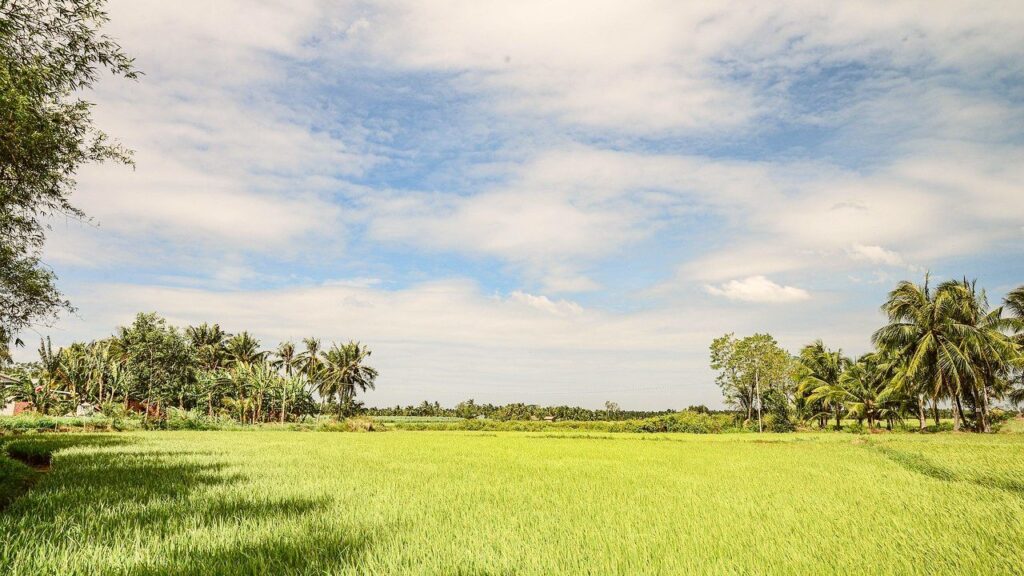 Rice fields on My Tho Tour.