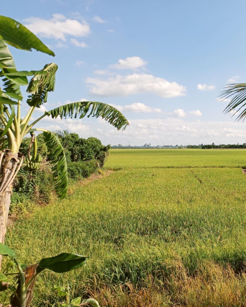 Rice growing in Long An Province, Mekong Delta.