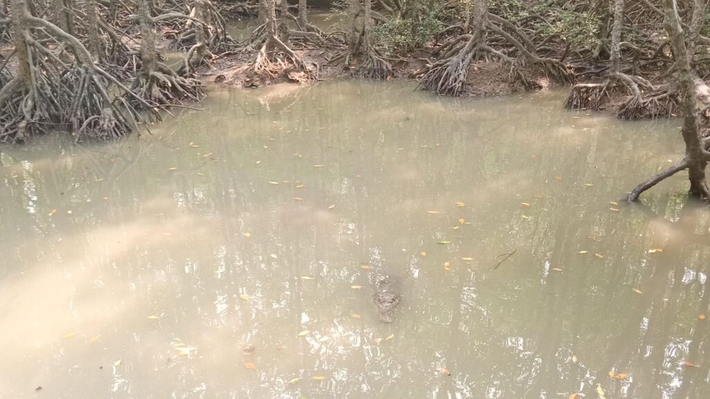 Crocodile in Can Gio Forest.