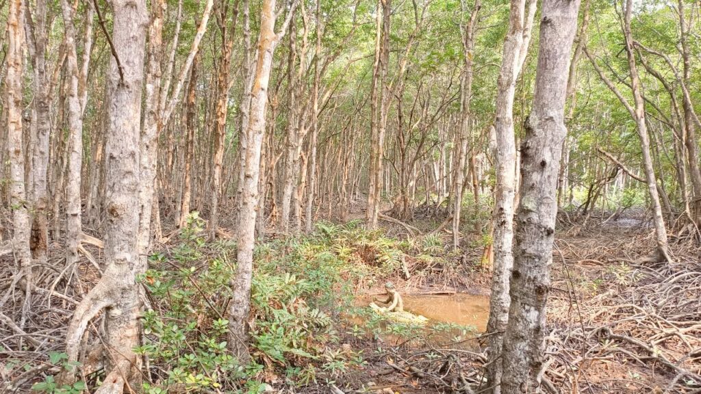 Can Gio forest, with trees and swamp.