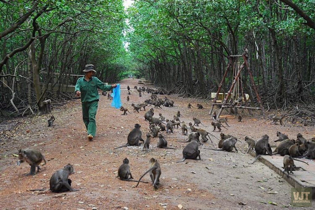 Monkeys on Can Gio's Monkey island