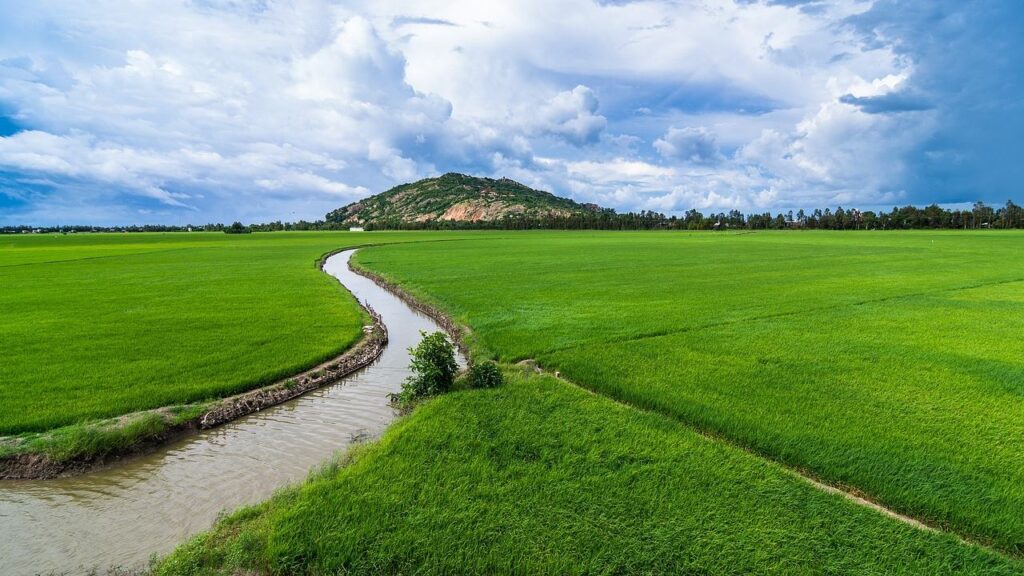 Rice fields in Chau Doc