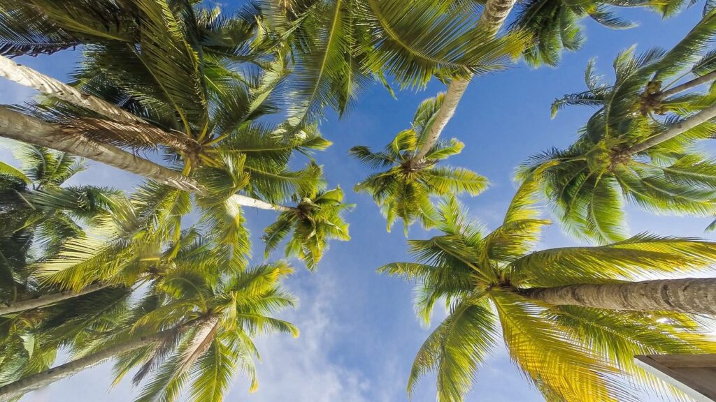 Coconut trees in Ben Tre