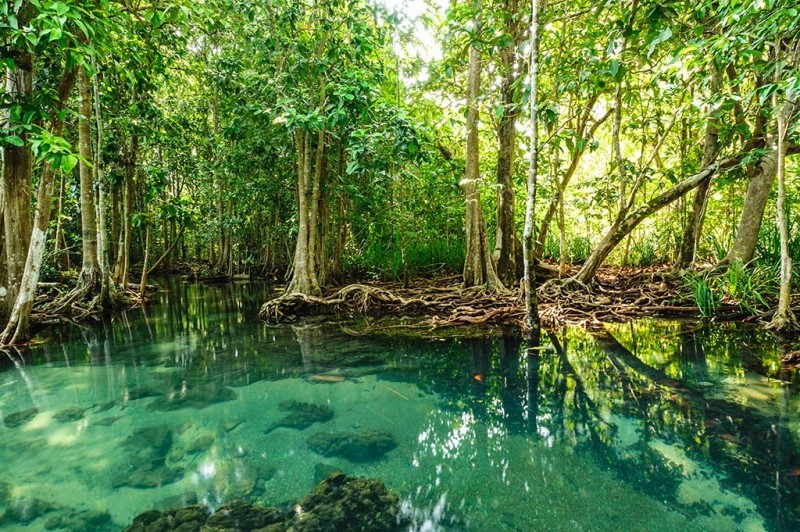 Mangrove forest in Can Gio