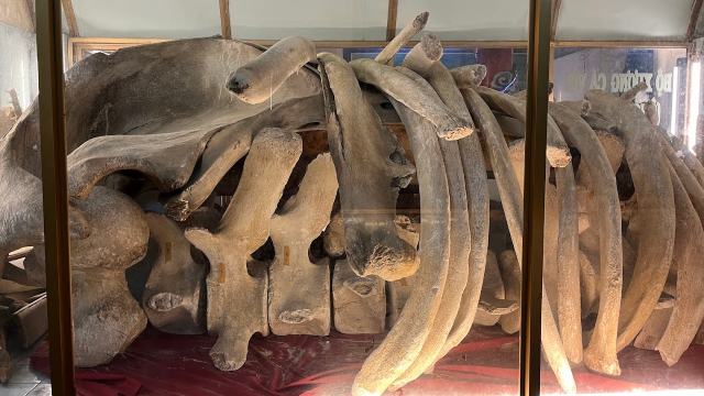 Whale bones displayed at the Whale Temple, Vung Tau
