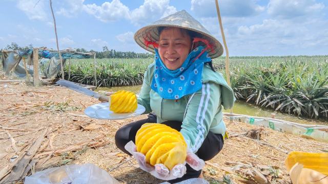 Pineapple farm near Dong Thap