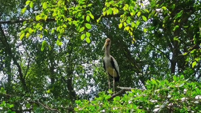 Wildlife in the trees at Dong Thap
