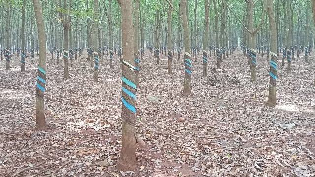Rubber tree plantations in Long Phuoc
